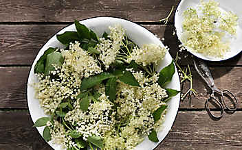 Drei Tipps zu Holunderblüten - (c) Foto: Eisenhut & Mayer Drei Tipps zu Holunderblüten