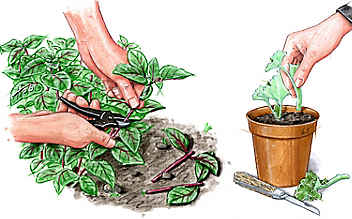 Pflanzen vermehren mit Stecklingen - (c) Illustration: Mauritius Images Pflanzen vermehren mit Stecklingen