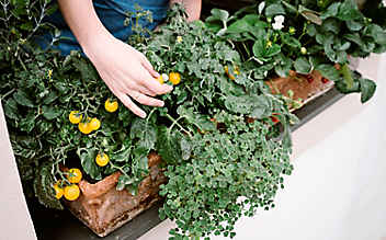 Gemüseernte am Fensterbrett - (c) Foto: Raphael Gabauer Gemüseernte am Fensterbrett
