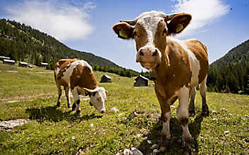 Der richtige Umgang mit Kühen auf der Alm - (c) Foto: Marco Rossi Der richtige Umgang mit Kühen auf der Alm
