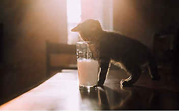 3 Rezepte mit Milch für Naschkatzen - (c) Foto: Mauritius Images 3 Rezepte mit Milch für Naschkatzen