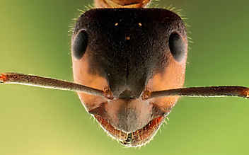Diese Insektenstiche sollte man erkennen - (c) Pixabay Diese Insektenstiche sollte man erkennen