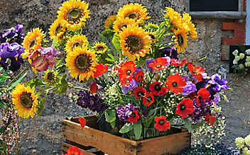 So halten Mohn- und Sonnenblumen in der Vase - (c) Foto: iStock.com So halten Mohn- und Sonnenblumen in der Vase