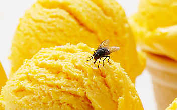 Was tun bei ... Fliegen? - (c) Foto: iStock Photo Was tun bei ... Fliegen?