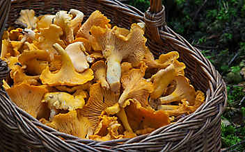 5 Tipps fürs Pilze sammeln - (c) Foto: Pixabay 5 Tipps fürs Pilze sammeln