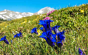 Geschütze Blumenpracht in den Alpen - (c) Foto: Pixabay Geschütze Blumenpracht in den Alpen