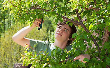 Sommerschnitt bei Marillenbäumen - (c) Foto: Mauritius Images Sommerschnitt bei Marillenbäumen