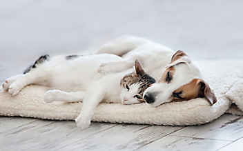 Vertragen sich Hunde & Katzen? - (c) Foto: iStock Photo Vertragen sich Hunde & Katzen?