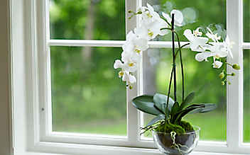 So vermehrt man Orchideen - (c) Foto: Mauritius Images So vermehrt man Orchideen