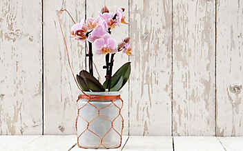 Wenn Orchideen Kindel kriegen - (c) Foto: iStock Photo Wenn Orchideen Kindel kriegen