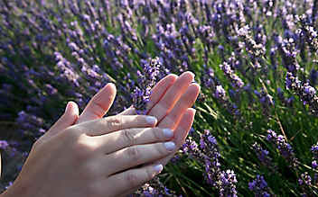 Lavendel-Handcreme zum Selbermachen - (c) Foto: Mauritius Images Lavendel-Handcreme zum Selbermachen