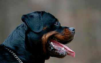 Nach Hunde-Attacke: Zustand des kleinen Waris ist stabil - (c) Bild: PIXSELL / EXPA / picturedesk.com Nach Hunde-Attacke: Zustand des kleinen Waris ist stabil