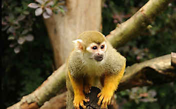 Zoo-Einbrecher wird von Affen verprügelt - (c) Bild: Pixabay Zoo-Einbrecher wird von Affen verprügelt
