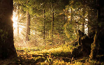 5 Schmerzstiller aus der Natur
- (c) Pixabay 5 Schmerzstiller aus der Natur