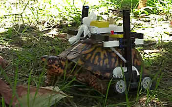 Verletzte Schildkröte mit Lego-Rollstuhl gerettet Verletzte Schildkröte mit Lego-Rollstuhl gerettet