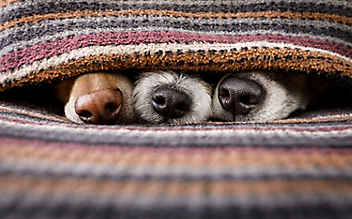 Ihr Hund kann noch besser riechen als Sie denken - (c) Foto: iStock Photo Ihr Hund kann noch besser riechen als Sie denken