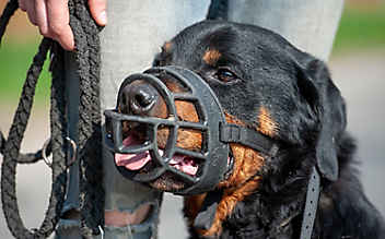 Nach tödlichem Hundebiss: Rottweilerklub für Beißkorbpflicht Nach tödlichem Hundebiss: Rottweilerklub für Beißkorbpflicht
