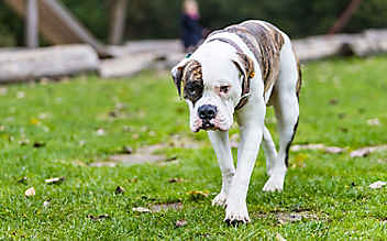 Ehepaar von Hunden attackiert - (c) Bild: Utrecht, Robin / Action Press / picturedesk.com Ehepaar von Hunden attackiert