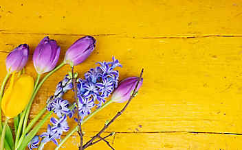 Im Herbst bereiten wir den Frühling im Beet vor - (c) Foto: Mauritius Images Im Herbst bereiten wir den Frühling im Beet vor