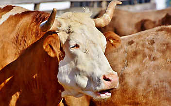 Nach Stier-Attacke: Not-OP rettete Landwirt das Leben - (c) pixabay.com Nach Stier-Attacke: Not-OP rettete Landwirt das Leben