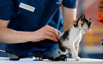 Tierquäler in Heidenreichstein unterwegs: Katze angeschossen - (c) pixabay.com Tierquäler in Heidenreichstein unterwegs: Katze angeschossen