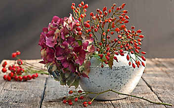 3 farbenfrohe Deko-Ideen mit Hagebutten - (c) Foto: Elisabeth Berkau 3 farbenfrohe Deko-Ideen mit Hagebutten