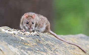 Ratte legte Stromversorgung in Klagenfurt lahm - (c) pixabay.com Ratte legte Stromversorgung in Klagenfurt lahm