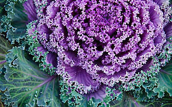 Warum der Krause Kohl den Frost braucht - (c) Foto: Mauritius Images Warum der Krause Kohl den Frost braucht