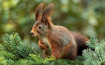 Mann aß Eichhörnchen und starb - (c) pixabay.com Mann aß Eichhörnchen und starb