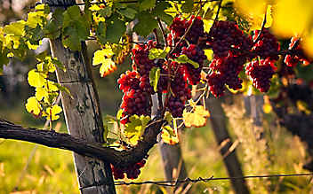 Gesund bleiben mit dem Weinbergelixier - (c) Foto: Mauritius Images Gesund bleiben mit dem Weinbergelixier