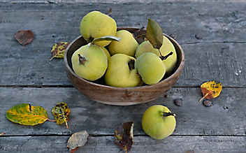 Quittensalbe gegen raue Haut - (c) Foto: Mauritius Images Quittensalbe gegen raue Haut