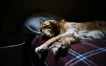 Dürfen Hunde ins Bett?
- (c) Foto: Pixabay Dürfen Hunde ins Bett?