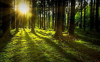 So heilsam ist Baden in der Waldluft - (c) Foto: Pixabay So heilsam ist Baden in der Waldluft