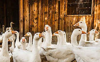 Brauchtum: Der heilige Martin und die Gänse - (c) Foto: Marco Rossi Brauchtum: Der heilige Martin und die Gänse