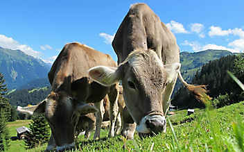 Auslaufpflicht sorgt für Aufregung bei Bio-Milchbauern Auslaufpflicht sorgt für Aufregung bei Bio-Milchbauern