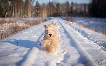 Pfotenpflege beim Hund im Winter - (c) Foto: Pixabay Pfotenpflege beim Hund im Winter