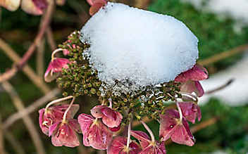 Hortensien vor Frost schützen - (c) Foto: Mauritius Images Hortensien vor Frost schützen