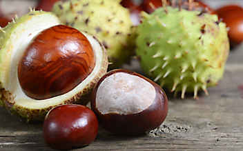 Natürliches Waschmittel aus Rosskastanien - (c) Thinkstock Waschmittel aus Kastanien