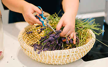 Duftendes Lavendel-Waschmittel für helle Wäsche - (c) Daniel Gebhart de Koekkoek Lavendel-Waschmittel