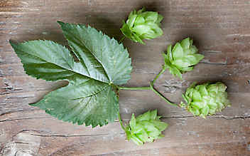 Einschlaf-Tee mit Hopfen, Melisse und Baldrian - (c) Tobias Gerber Einschlaftee