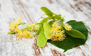 Lindenblüten-Gesichtswasser für trockene Haut - (c) Thinkstock Lindenblüten-Tee