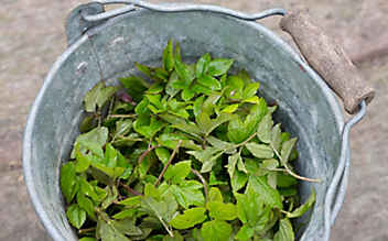 Giersch-Pesto zum Würzen von Suppen und Salaten - (c) Mauritius Images Einfache Kräuterpaste