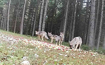 Fotos bestätigen: Neues Wolfsrudel in Österreich - (c) Waldgut Pfleiderer Fotos bestätigen: Neues Wolfsrudel in Österreich