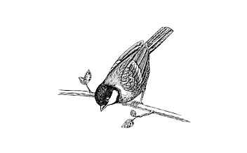 Tierwelt Tierwelt