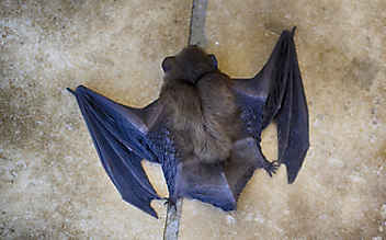 Fledermaus-Schwarm legt Startbahn am Wiener Airport lahm - (c) Foto: pixabay.com Fledermaus-Schwarm legt Startbahn am Wiener Airport lahm