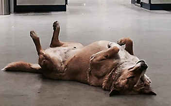 Ikea lässt Straßenhunde bei sich wohnen - (c) Foto: Instagram Ikea lässt Straßenhunde bei sich wohnen