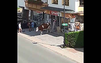 Kuh auf Shopping-Tour im Supermarkt - (c) Foto: facebook.com/zillertalarena Kuh auf Shopping-Tour im Supermarkt