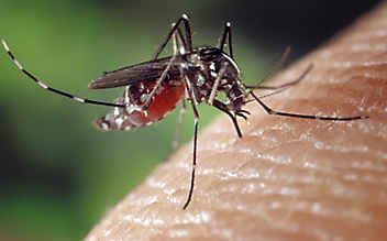 Gefährliches West-Nil-Virus: Schon 71 Tote in Europa - (c) Foto: pixabay.com Gefährliches West-Nil-Virus: Schon 71 Tote in Europa