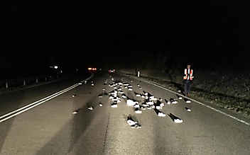 Rätselhafter Fund: 40 Paar Schuhe auf Bundesstraße - (c) Foto: Polizeipräsidium Mannheim Rätselhafter Fund: 40 Paar Schuhe auf Bundesstraße