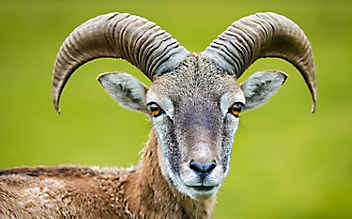 Steinbock verirrt sich auf die Autobahn - (c) Foto: pixabay.com Steinbock verirrt sich auf die Autobahn